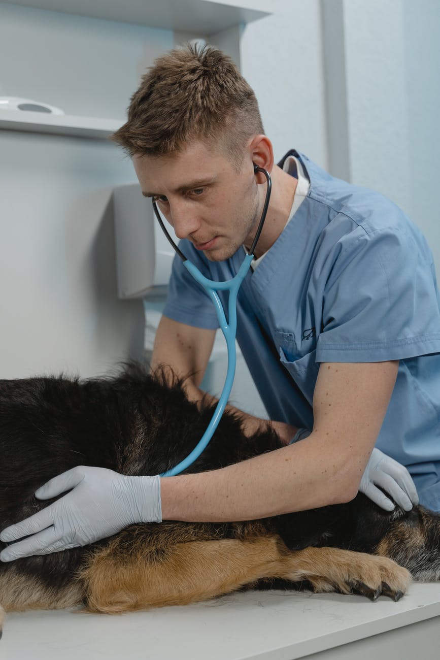 a vet treating a sick dog