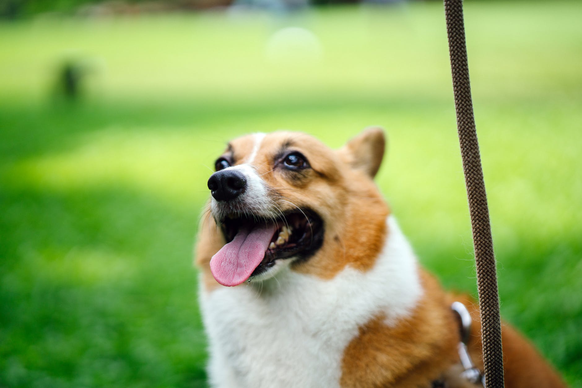 selective focus photography of tan and white welsh corgi with brown leash standing on green grass
