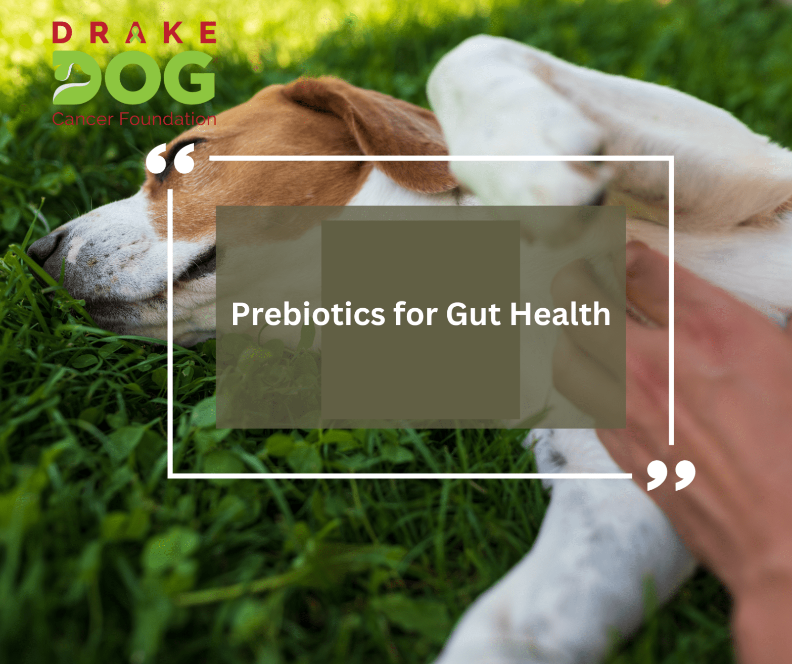 choosing the right prebiotics for gut health