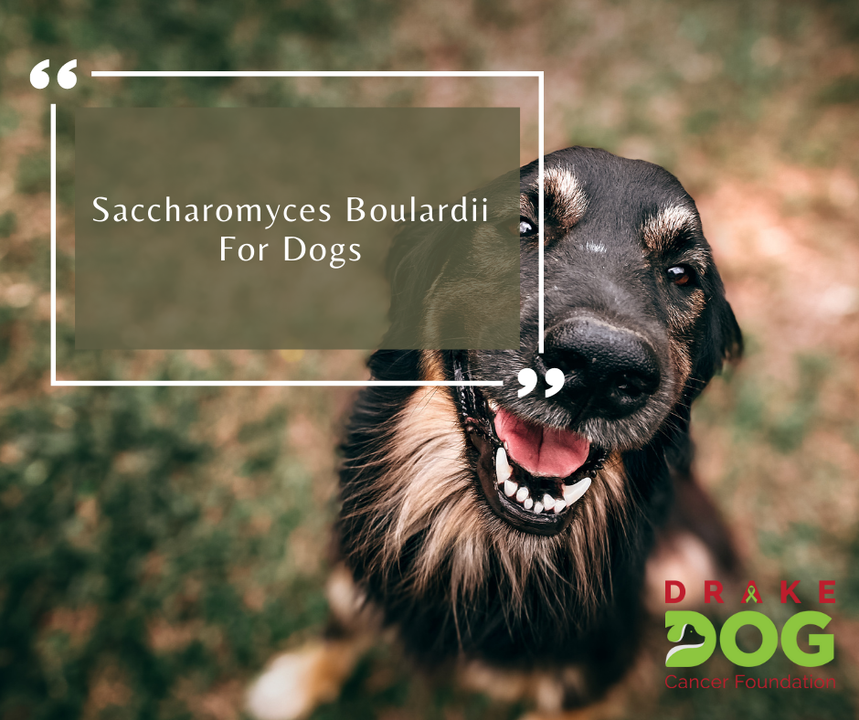 Saccharomyces Boulardii For Dogs