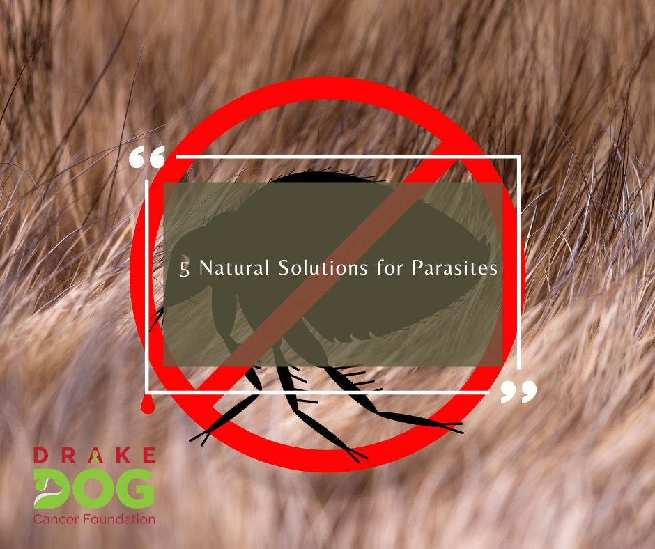 5 Natural Solutions for Parasites