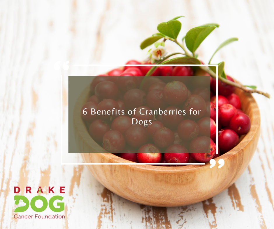 6 Benefits of Cranberries for Dogs