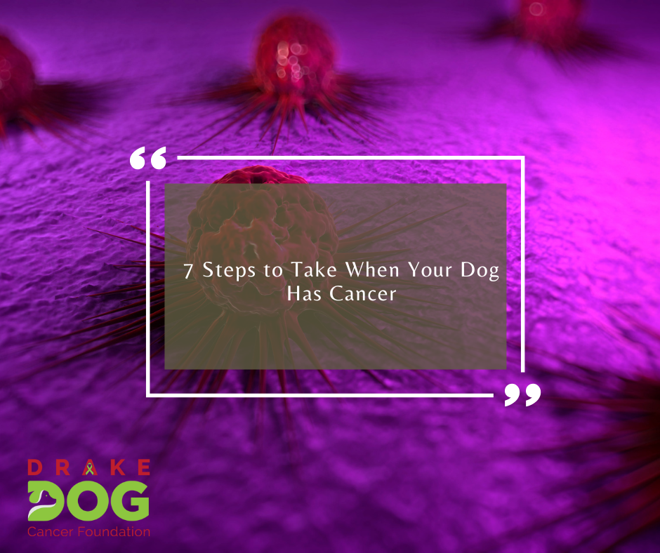 7 Steps to Take when your dog has cancer