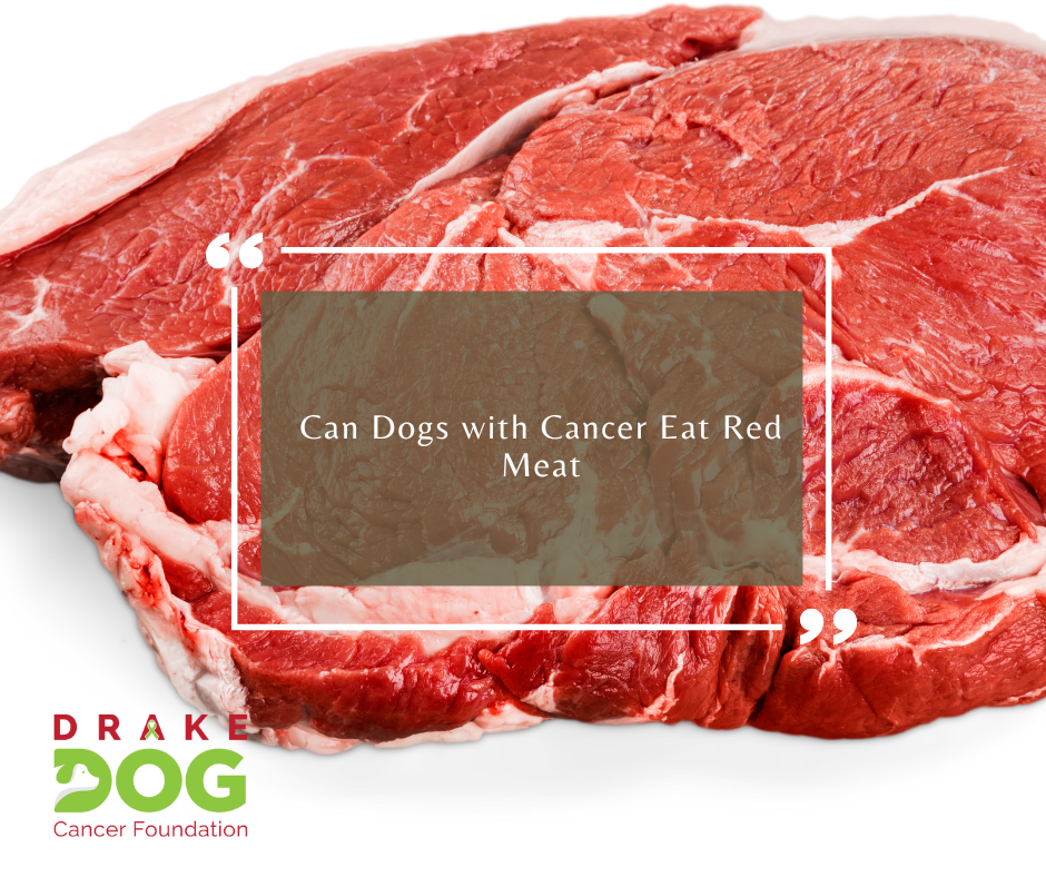 Can Dogs with Cancer Eat Red Meat