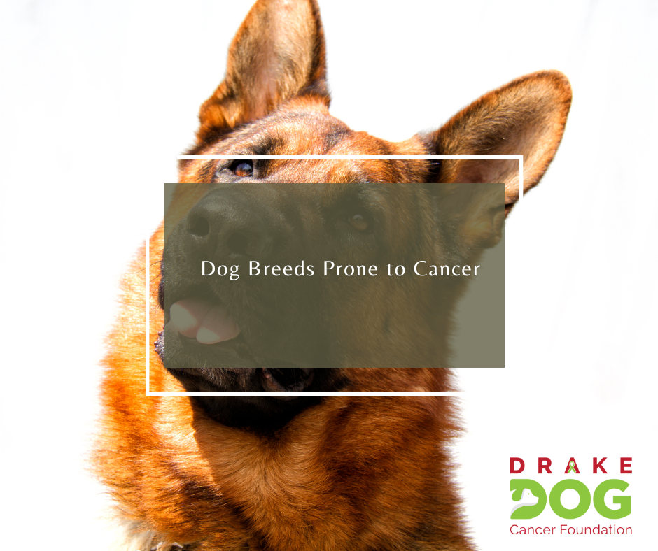 Dog Breeds Prone to Cancer