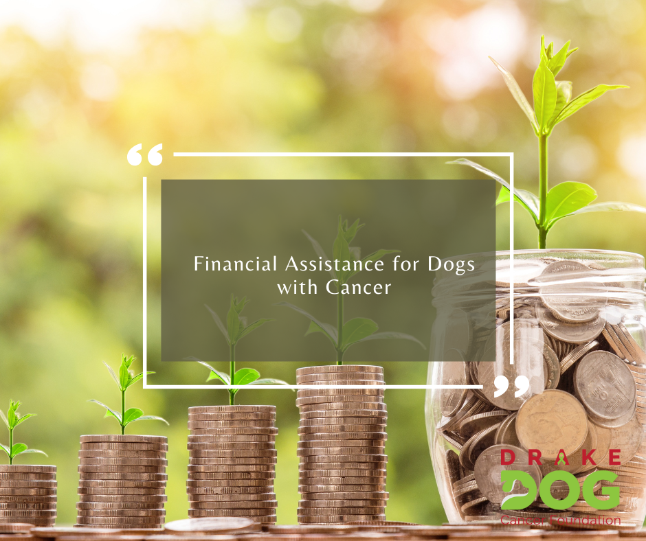 Financial Assistance for Dogs with Cancer