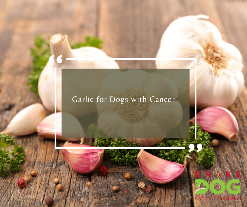 Garlic for Dogs with Cancer