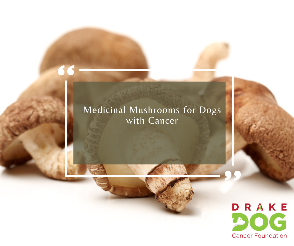 Medicinal Mushrooms for Dogs with Cancer