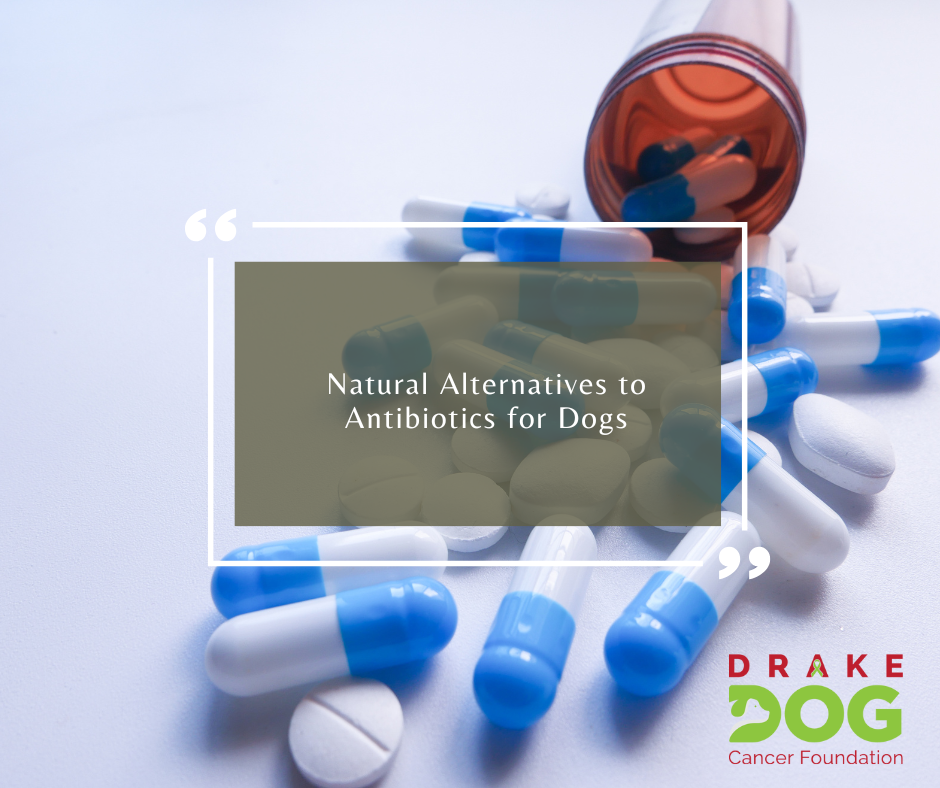 Natural Alternatives to Antibiotics for Dogs 1