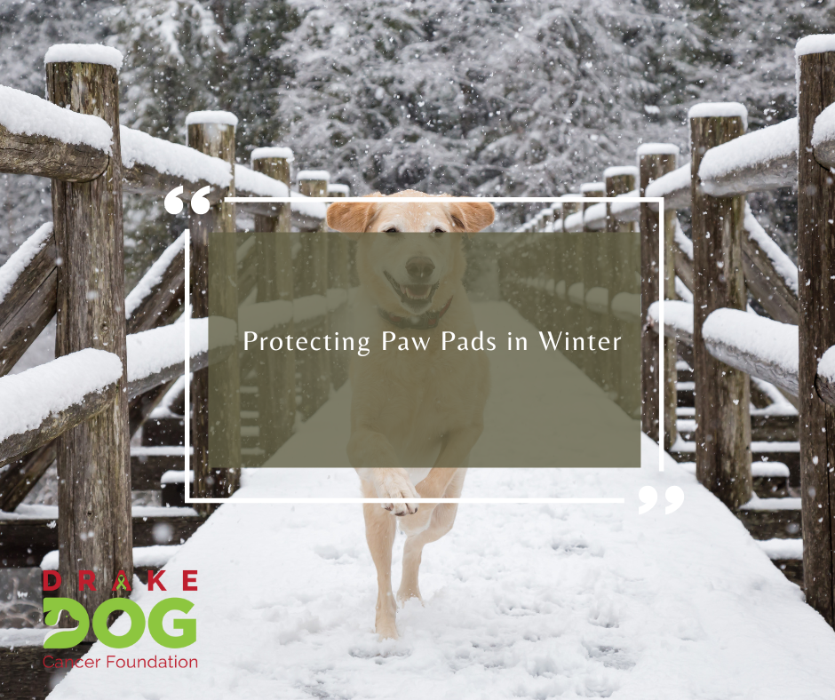 Protecting Paw Pads in Winter