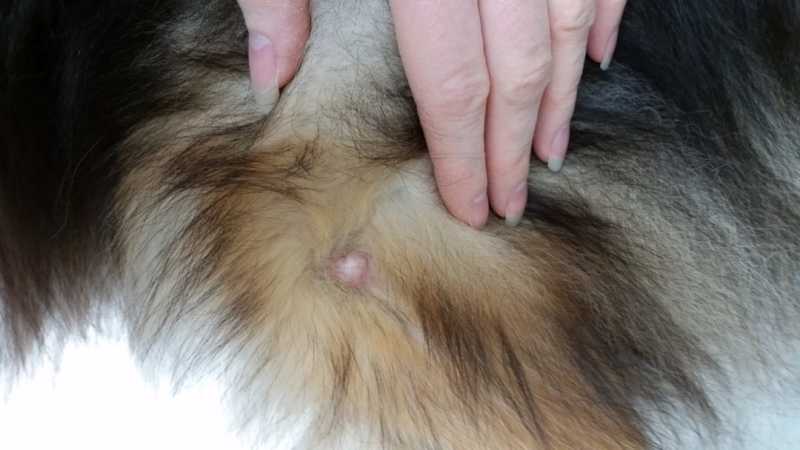 dog skin cancer signs