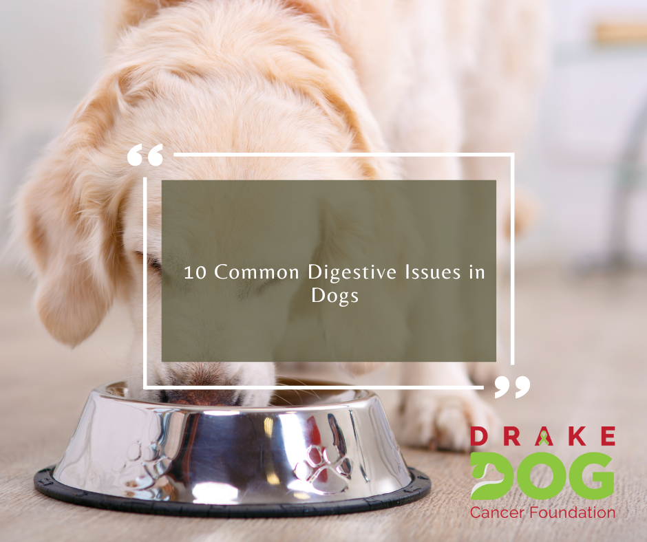 10 Common Digestive Issues in Dogs