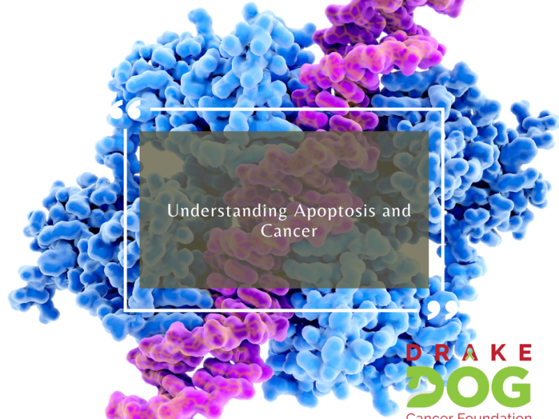 Understanding Apoptosis and Cancer