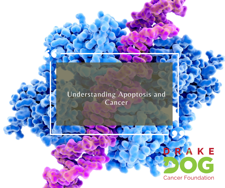 apoptosis and cancer