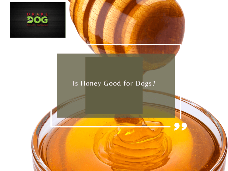 Is Honey Good for Dogs?