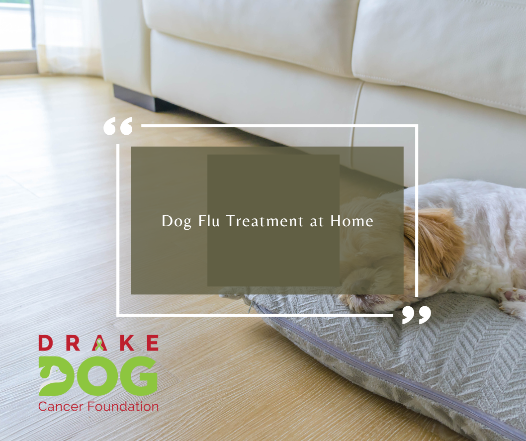 Dog Flu Treatment at Home