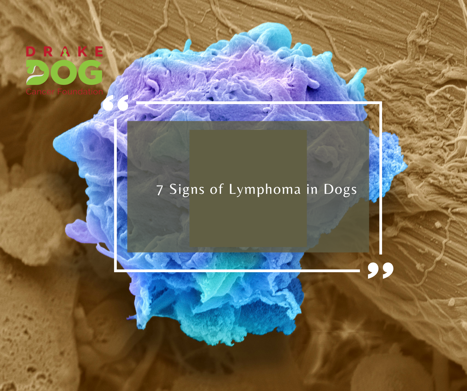 7 Signs of Lymphoma in Dogs