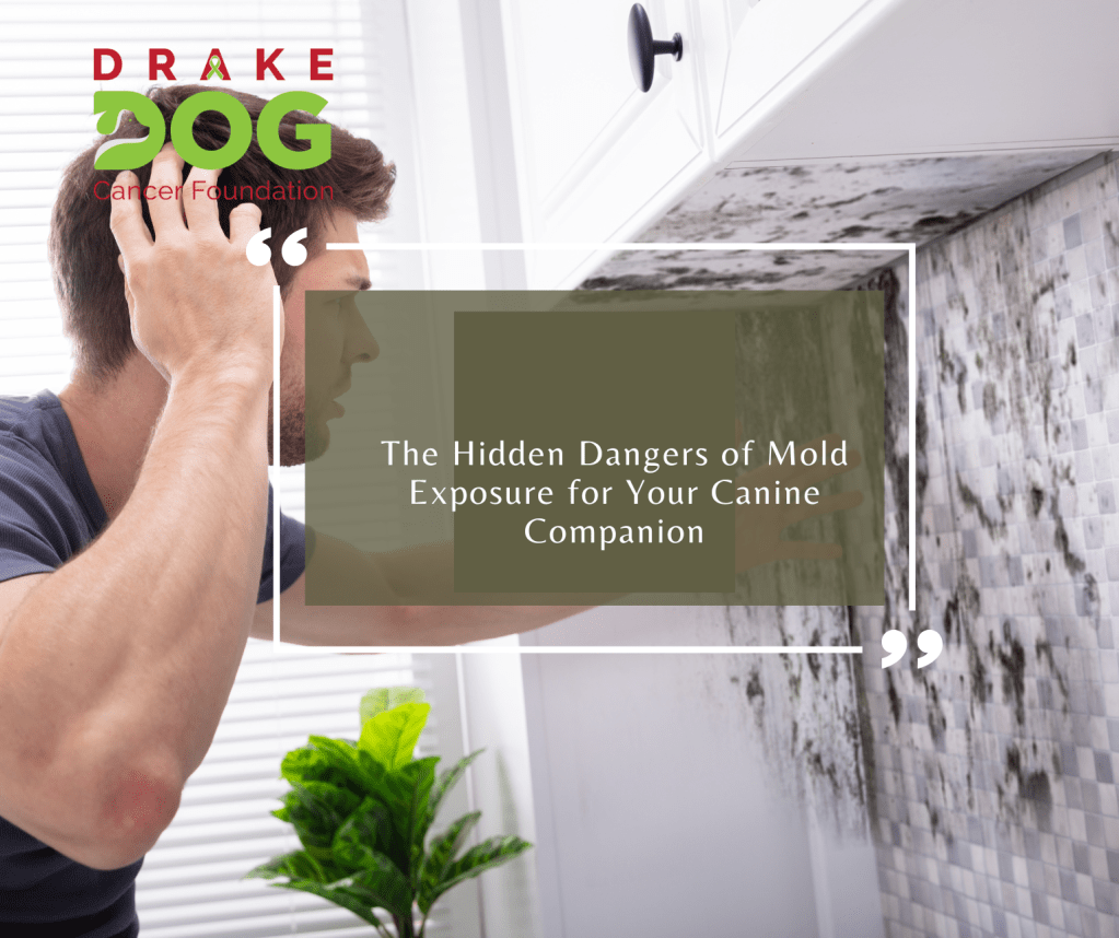 The Hidden Dangers of Mold Exposure for Your Canine Companion