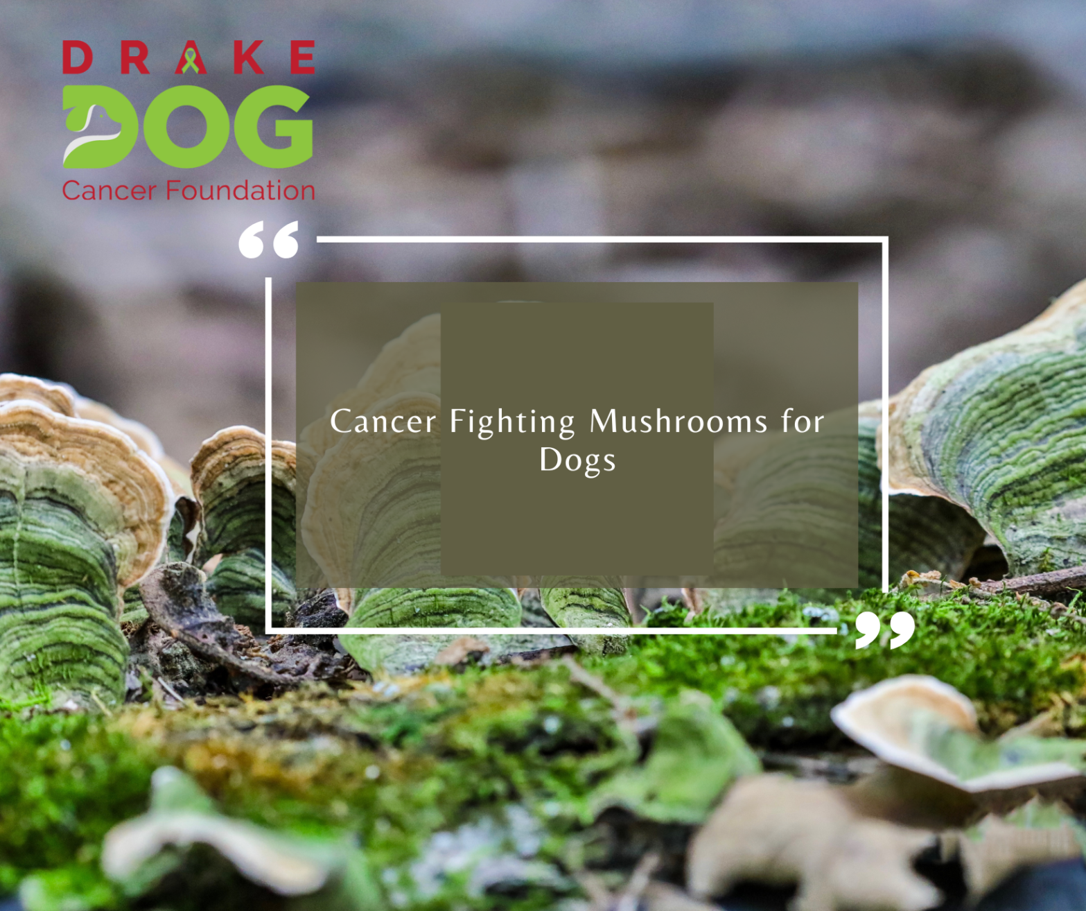 cancer fighting mushrooms for dogs
