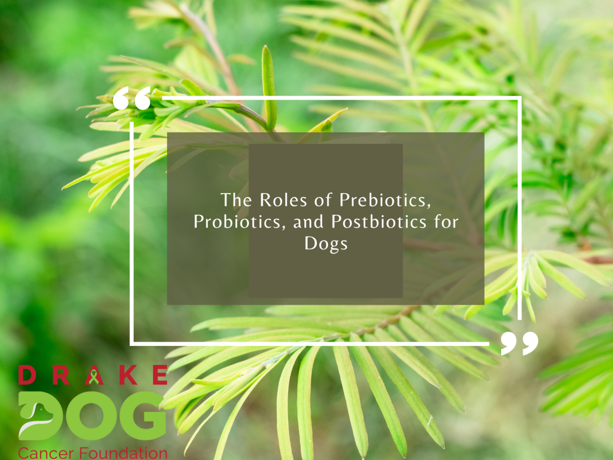 The Roles of Prebiotics, Probiotics, and Postbiotics for Dogs