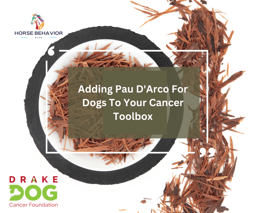 Adding Pau D’Arco For Dogs To Your Cancer Toolbox